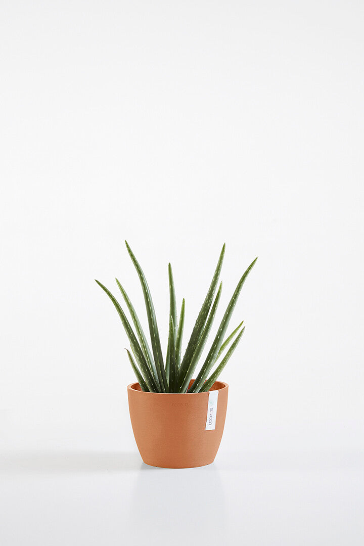 Ecopots Stockholm Small Herb Pot - Terracotta